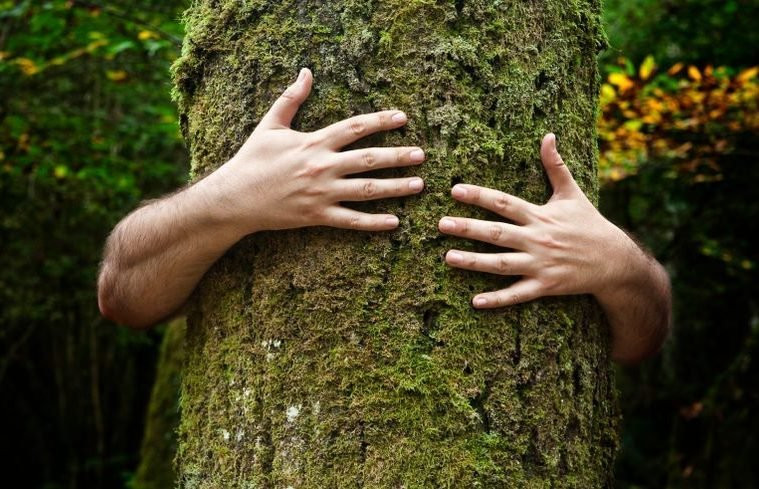 Dendrofilia: Entendendo o Fetiche por Árvores