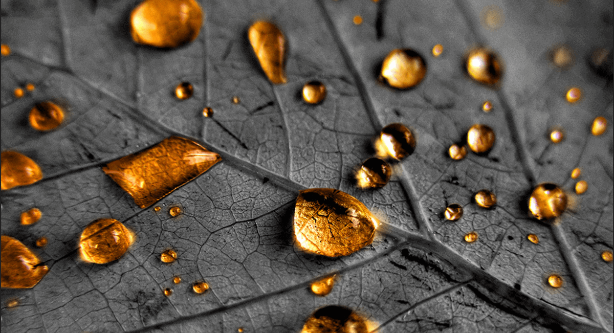 What is golden shower?